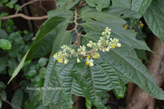 Grewia nervosa